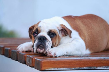 Köpek çiftleşmesi İngiliz Bulldog 'u