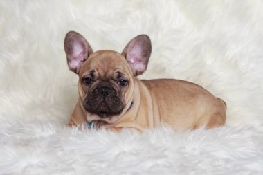 Kürk battaniyesinde yakın plan Fransız buldog yavrusu.