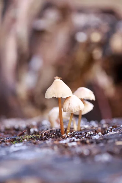 Hallucinogenic Mushrooms Grow Old Stump — Zdjęcie stockowe