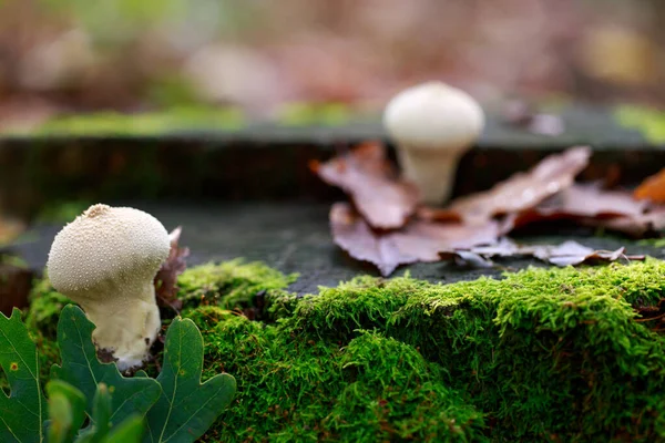 Hallucinogenic Mushrooms Grow Old Stump — Stock Fotó