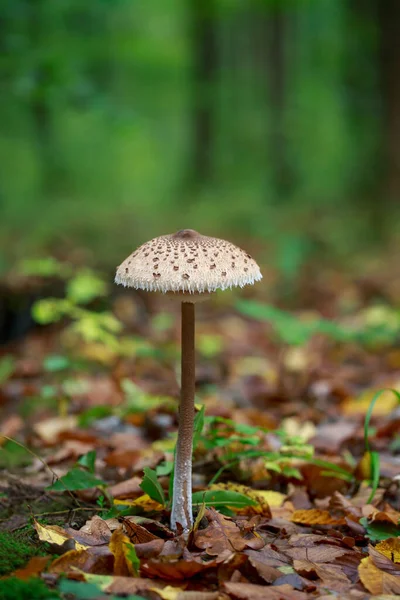 Pilze Schattigen Wald Aus Nächster Nähe — Stockfoto