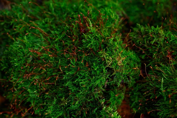 緑の苔の美しい多肉植物の背景を閉じる — ストック写真