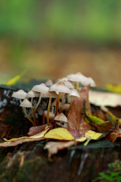 Hallucinogenic Mushrooms Grow Old Stump — Fotografia de Stock