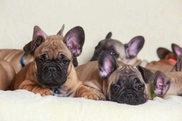 stock image Cute french bulldog puppies on the sofa