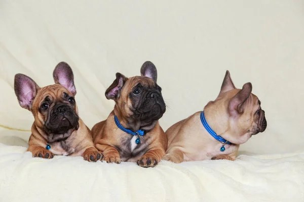 stock image Three French Bulldog puppies on a fur blanket