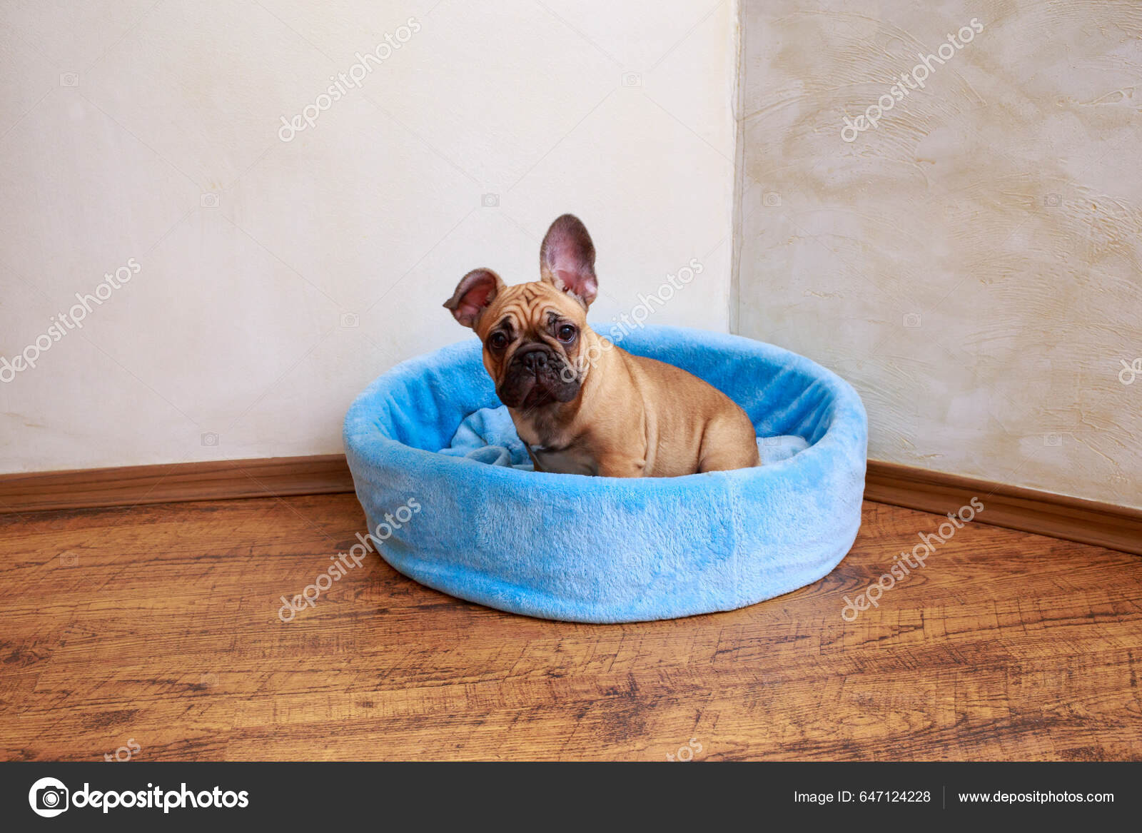 French sales bulldog playpen