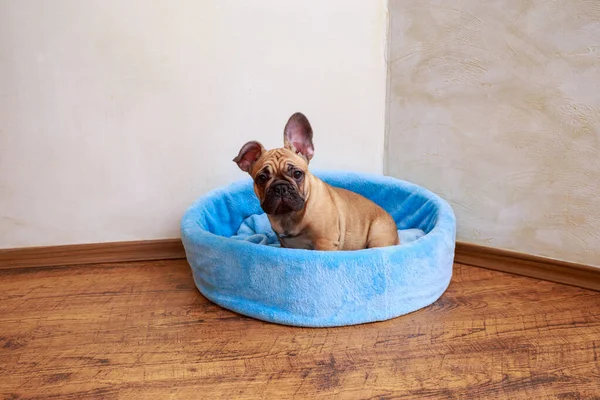 Beautiful puppy french bulldog sitting in playpen for dogs of the house.