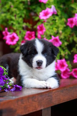 Little puppy border collie breed close-up on the background of a blooming petunia clipart