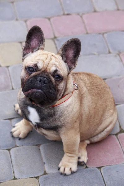 Hund Ras Fransk Bulldogg Sitter Gatstenar — Stockfoto