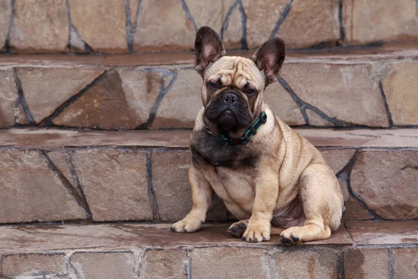 Köpek Buldog Cinsi Taş Basamaklarda Oturuyor — Stok fotoğraf