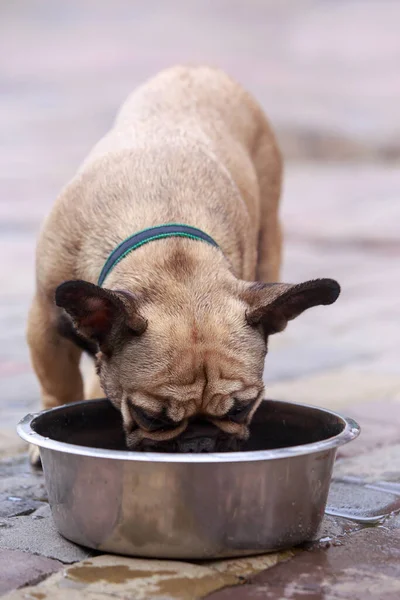 dog breed french bulldog drinks water from a bowl