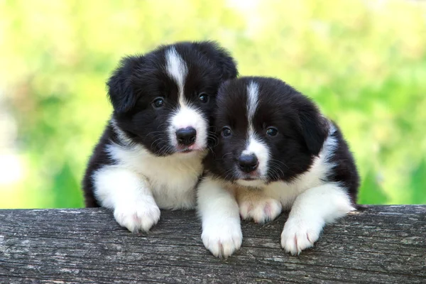 Twee Kleine Puppy Fokken Border Collie Een Boomstam Close — Stockfoto