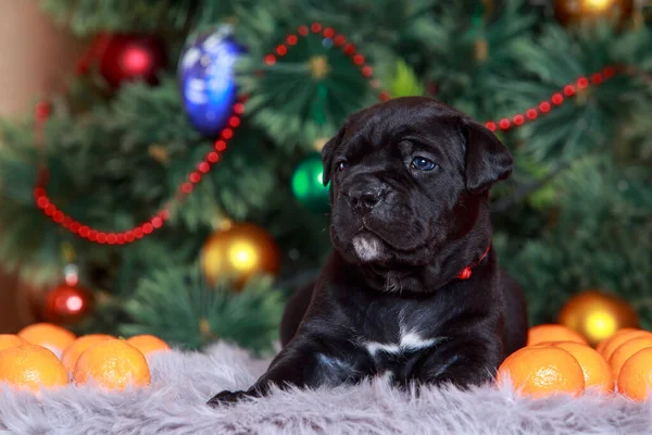 Süslü bir çam ağacının arka planında mandalinalı İtalyan yavru köpek kamışı corso.