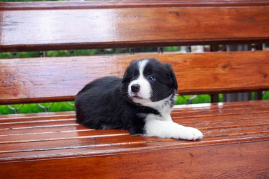 Küçük köpek yavrusu, Collie 'nin yakın çekimi ahşap bankta yatıyor.