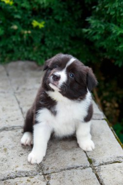 Bahçedeki küçük köpek yavrusu Border Collie