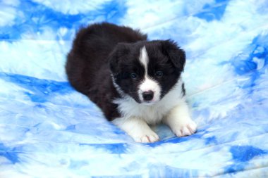 Küçük bir köpek yavrusu, mavi arka planda bir çoban köpeği.