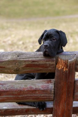 Köpek soyu kamışı Corso sonbahar parkında bir bankta oturur.