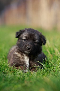 Küçük köpek yavrusu Alabai 'de yeşil çimenlerin üzerinde