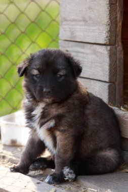 Alabai 'de küçük bir yavru köpek.