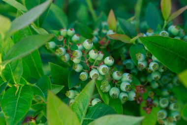 Yeşil yaban mersinli güzel böğürtlenler
