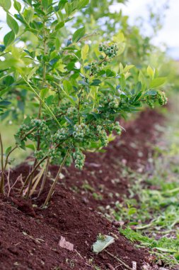 Yeşil yaban mersinli güzel böğürtlenler