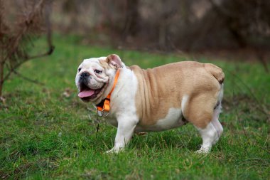 güzel şampiyonu erkek İngilizce bulldog ayakta çim
