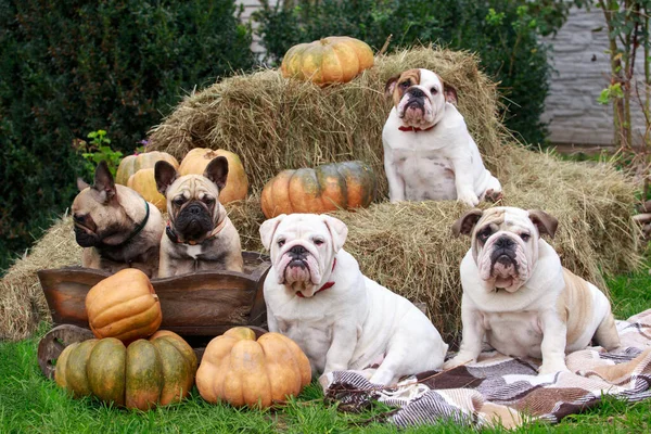 english and french bulldogs on a background of hay with pumpkins