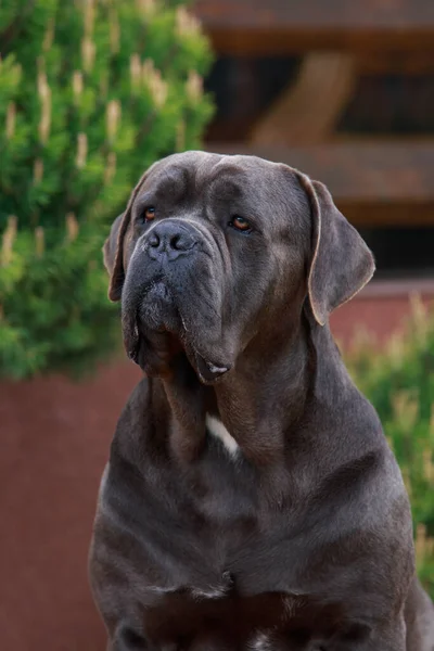 Красивая Большая Собака Породы Трость Корсо Фазано Крупным Планом — стоковое фото