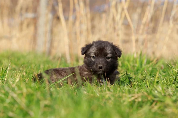 緑の草を背景にした小さな子犬の品種アラバイ — ストック写真