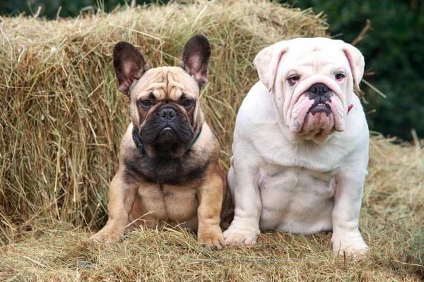 english and french bulldogs on a background of hay