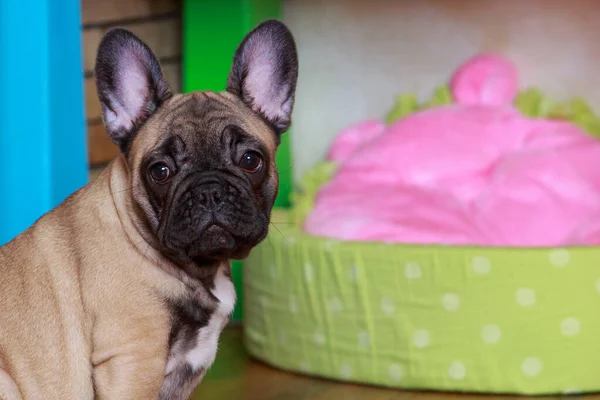 Beautiful puppy french bulldog sitting near playpen for dogs of the house.