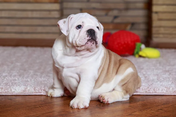 English Bulldog puppy sitting on the rug