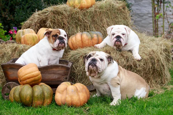 english bulldogs on a background of hay with pumpkins