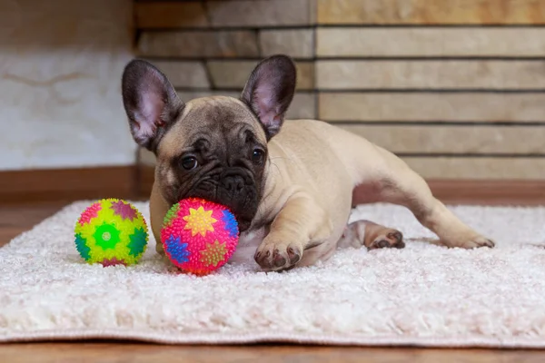 little french bulldog puppy playing with balls on the mat