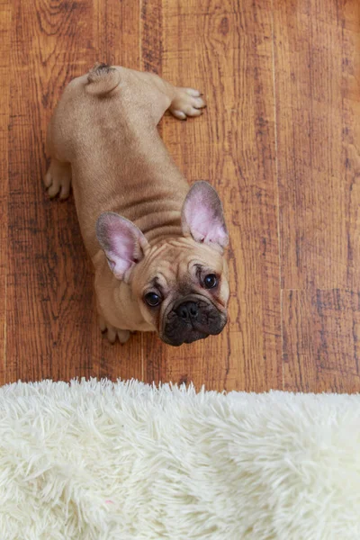 Französische Bulldogge Nahaufnahme Auf Holzboden Hintergrund — Stockfoto