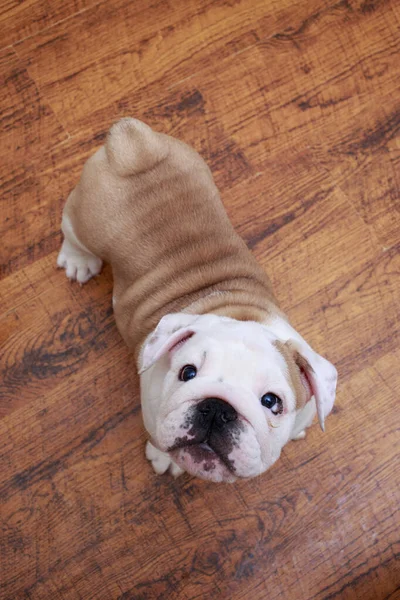Englische Bulldogge Hautnah Auf Holzboden Hintergrund — Stockfoto