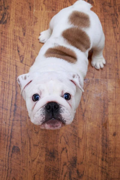 Englische Bulldogge Hautnah Auf Holzboden Hintergrund — Stockfoto