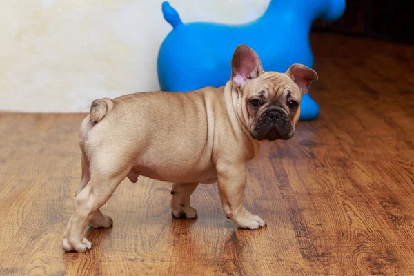 Französische Bulldogge Nahaufnahme Auf Holzboden Hintergrund — Stockfoto