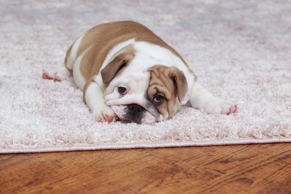 Engelse Bulldog Puppy Liggend Het Tapijt — Stockfoto