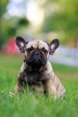 Köpek çifti Fransız bulldog yeşil çimlere oturur.