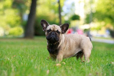 Köpek çifti Fransız bulldog yeşil çimlerin üzerinde duruyor.