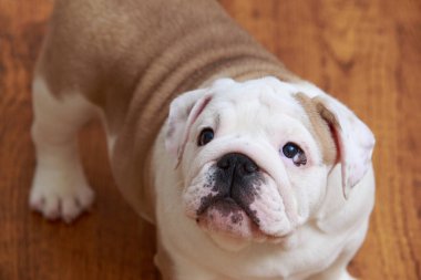 İngiliz bulldog 'u ahşap zemine yakın.