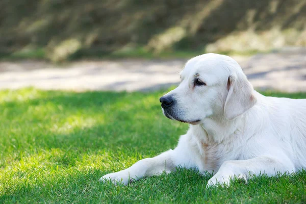 Hund Ras Labrador Retriever Ligger Parken — Stockfoto