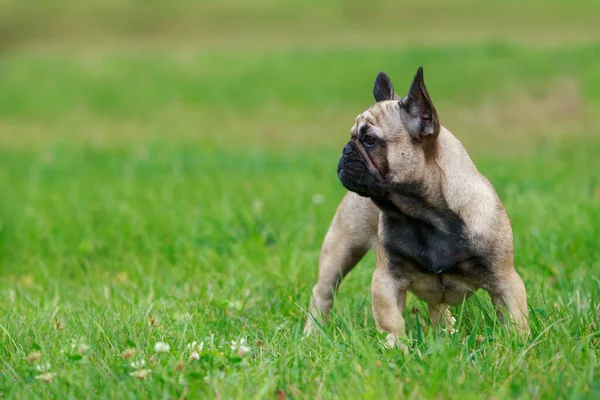Pies Rasa Francuski Buldog Stanąć Zielonej Trawie — Zdjęcie stockowe
