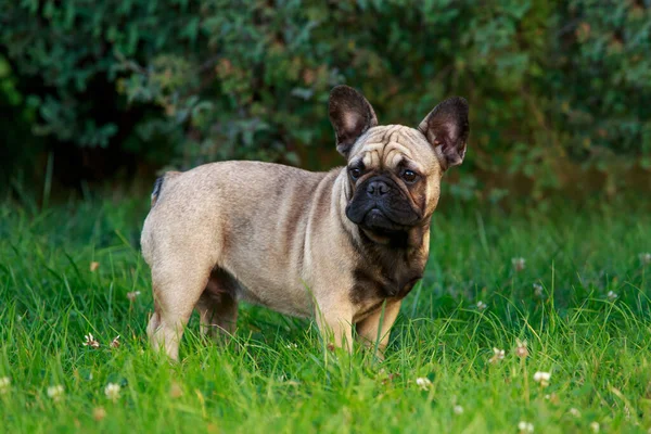 犬の品種フランスのブルドッグは緑の芝生の上に立つ — ストック写真