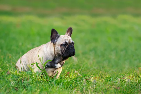 Pies Rasy Buldog Francuski Siedzieć Zielonej Trawie — Zdjęcie stockowe