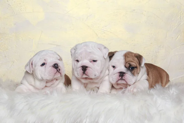 毛皮の毛布の上に3つの英語のブルドッグ子犬のクローズアップ — ストック写真