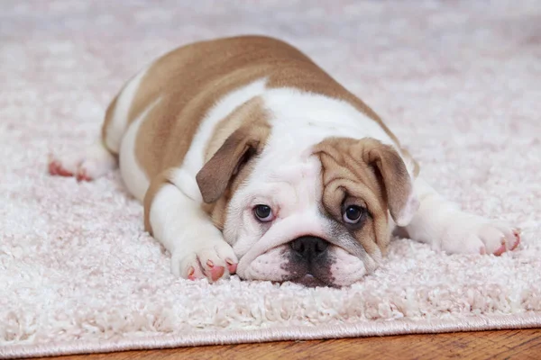 Engelse Bulldog Puppy Liggend Het Tapijt — Stockfoto