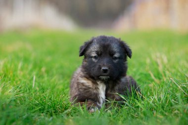 Küçük köpek yavrusu Alabai 'de yeşil çimenlerin üzerinde