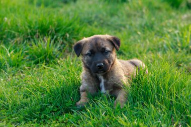 Küçük köpek yavrusu Alabai 'de yeşil çimenlerin üzerinde